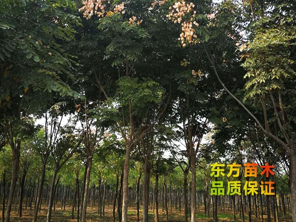 欒樹