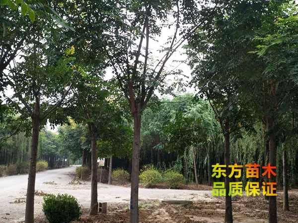 欒樹