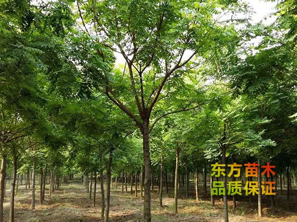 欒樹