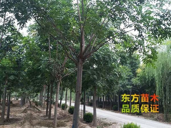 欒樹