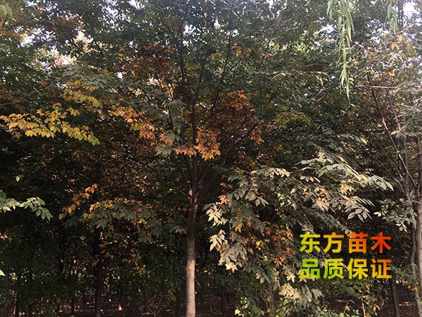 櫸樹