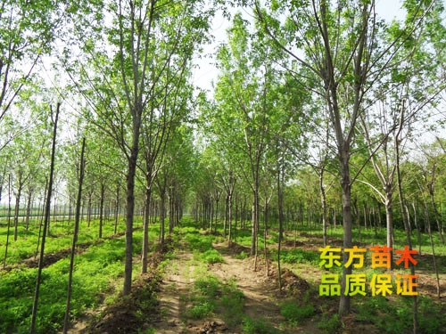 苗木栽培以后應(yīng)該注意哪些？
