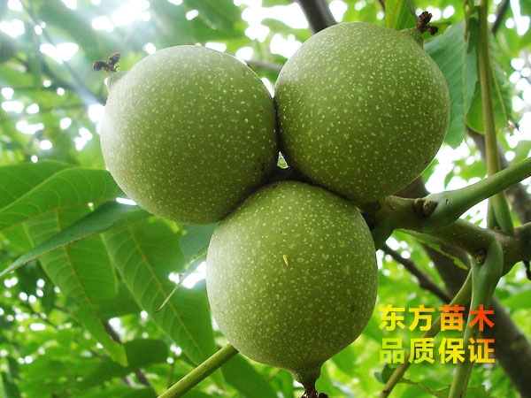 果樹苗為什么會出現(xiàn)僵苗